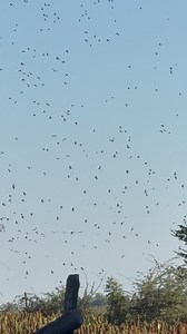 GAZILLIONS. The more you hunt the more things you see. Some are sheer spectacles. Unforgettable. We’ve all seen the immense snow goose clouds. But it’s uncommon to witness thousands of black-bellied whistling ducks whirling like black smoke on the horizon. There’s thriving populations of indigenous black-bellied whistling ducks in parts of Mexico. They make their living in mashes and the surrounding agricultural landscape, never migrating far. As an afternoon dove hunt was wrapping up, we were a