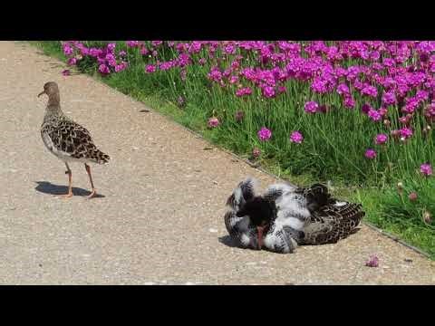 Differences in courtship (lekking) display in ruff