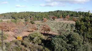 Olives harvest, machine assisted, to produce extra virgin olive oil in the Trás-os-Montes