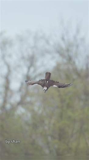 1.6K views · 11K reactions | I could watch these fabulous ospreys fishing all day long... #osprey | Shan Huang | Facebook