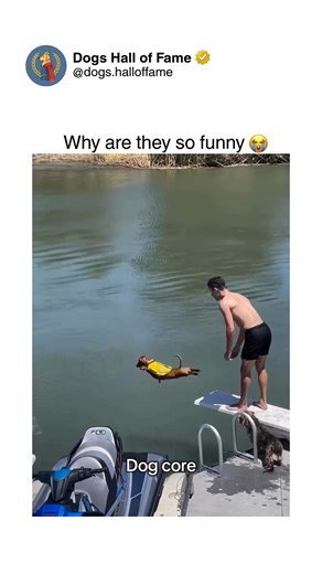 Dogs • Cute Dogs • Dog Videos on Instagram: "The absolute funniest dogs ever captured — where comedic genius meets accidental hilarity and creates legendary content representing peak canine entertainment. One second you're scrolling casually, the next you're witnessing dogs creating comedy gold through perfect timing, ridiculous behavior, or expressions so funny they deserve comedy awards. The epic fails, the expressive reactions, the bizarre personalities — every moment represents the cream of 