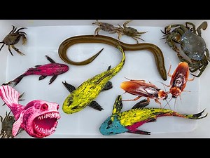 Chanel Snail Cream reviews insect catching tools, spiders, stalks, stickers, zoo fish bites toads...