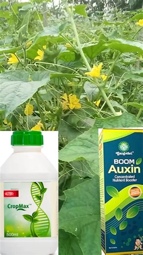 World's No_1 auxin hormone for fruit setting|Corteva CropMax PGR|Fulvic Acid Amino Acid|BoomAuxin