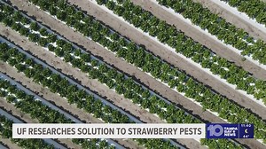 UF researchers find predator mite to deal with pests harming strawberries