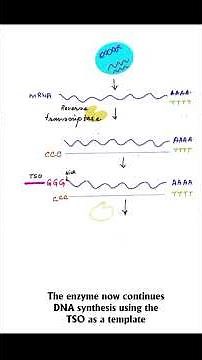 Template Switching #geneexpression #biology #omics