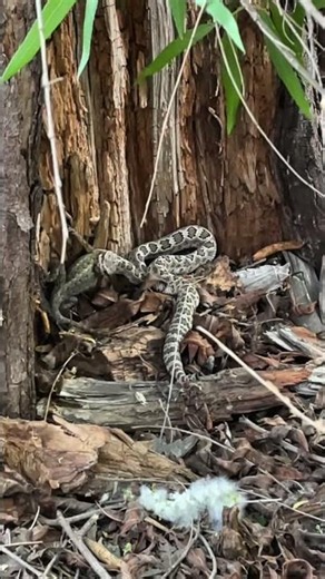 🐍 Snake Eats Lizard in One Bite!