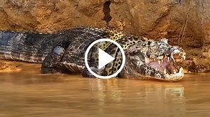 ಮೈ ಜುಮ್ಮೆನಿಸುವ ಮೊಸಳೆ Vs ಅನಕೊಂಡ ನಡುವಿನ ರೋಚಕ ಕಾದಾಟ..! ಕೊನೆಗೂ ಗೆದ್ದವರು ಯಾರು..? ವಿಡಿಯೋ ವೈರಲ್‌