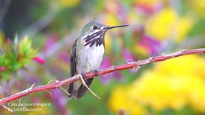 4.4K reactions · 1K shares | Have you subscribed to ABC’s Bird of the Week email? Join the 50,000+ people who are getting beautiful bird photos, facts, video, song, and more delivered straight to your inbox, for FREE! Subscribe here: https://abcbirds.org/email-sign-up-hummingbird/ Video: Calliope Hummingbird by Don DesJardin #ABCBOTW | American Bird Conservancy | Facebook