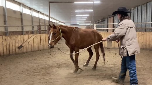 126K views · 1.7K reactions | Why Hobble a horse? This video will explain why and where hobbling is used. And walk you through a first hobbling session on two types of colts. | Barjlhorsetraining | Facebook