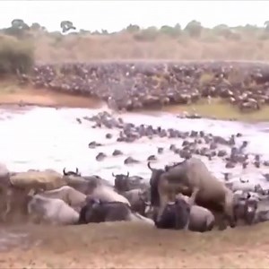 1K views · 15 reactions | The Great Migration Of Wildlife  (1) | Animal Channel Videos | Facebook