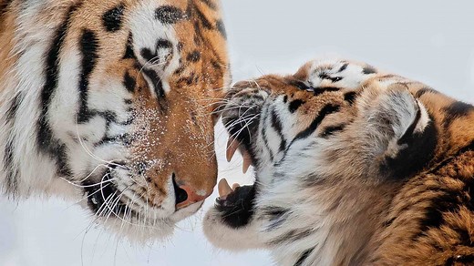 As one of the world's most endangered species, the Siberian tigers are the fierce yet lone kings in the vast forests of eastern Russia and northeast China. There are only about 500 Siberian tigers left in the wild, and around 20 of them live in China. | CGTN