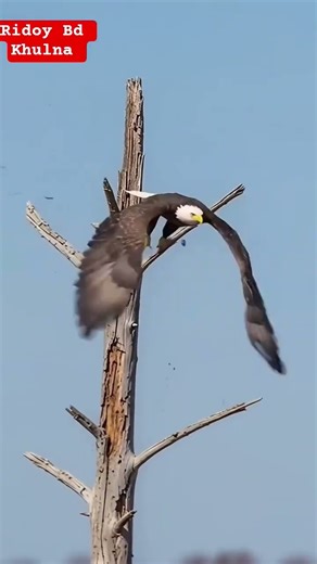 Python Attacks Hen With Chicks !! Eagle Attacks and Crocodile Shocks atThe End #ai #trendingvideo