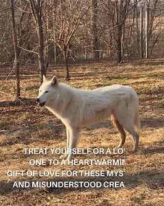83 reactions · 12 shares | A symbolic wolf adoption brings the spirit of the wolf into your home. Treat yourself or a loved one to a heartwarming gift of love for these mysterious and misunderstood creatures. Each adoption provides support for your chosen wolf for 1 year and includes a personalized certificate, photo, and information about the sanctuary and your adopted wolf. Order today! | Wolf Sanctuary of PA | Facebook