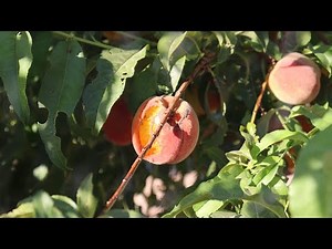 Birds Are Destroying Our Peaches! | Protecting Peaches From Birds