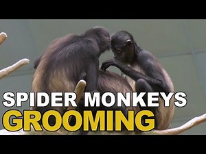 Spider Monkeys Grooming