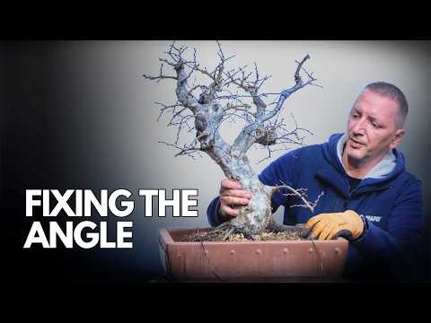 Yamadori Carpinus Orientalis — Repotting a Wild Collected Hornbeam Bonsai