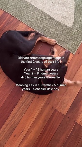 Dog Years vs. Human Years: How Fast Do They Age?
