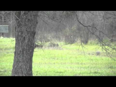 Cougar sighting?