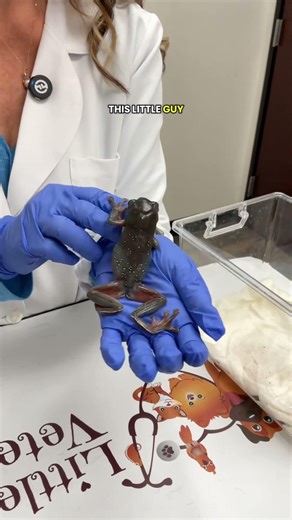 Why White’s Tree Frogs Change Colors and What it Means for Their Health