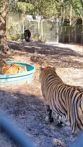 Tigers playing fun #tiger #playtime #fun #bigcats | The CARE Foundation