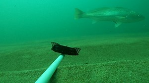 8.6K views · 87 reactions | Local anglers have been telling us how...