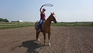 More sneak peaks of the amaing jester. Who rides English and western. Lors if fantastic training in him but a great enough brain for a beginner. He arrives mid June for sale. He will be low 5 figures | Northern Hart Equestrian | Facebook