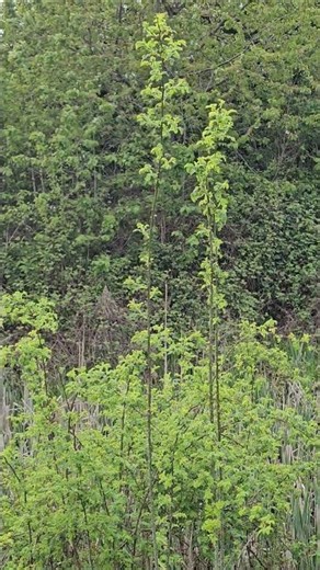 Upright brambles