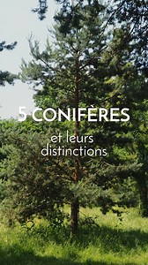 Alors que la plupart des arbres perdent leurs feuilles en hiver, les conifères gardent leurs aiguilles 🌲 On vous a sélectionné 5 conifères communs et on vous explique comment les différencier 😉 👉🏼 Notre formation Arbres et Cueillettes : https://www.lechemindelanature.com/formations-en-ligne/230-formation-arbres-et-cueillettes.html #conifère #hiver #nature #naturelovers | Le Chemin de la Nature