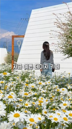 지금 예쁜 데이지 카페🌼 청주 토성마을 #샤스타데이지 #cafe