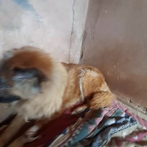 Hola tios soy Victoria ♥️no me rendi sigo luchando dia a dia🙏🏻, engorde bastante y mis ojitos se estan cicatrizando gracias a todos los que me ayudaron a recuperarme 🙏🏻🙏🏻🙏🏻nunca desistan , una vida es una vida atuden a otros animales tambien ♥️necesito racion especial y pollito para levantar mi inmunidad, pate tambien a los q pueden donar 🙏🏻 | Protección Animal Amambay