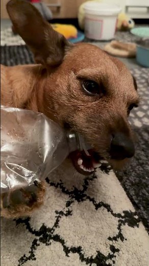 Max and the Plastic Bottle – Pure Fun 🥤🐾