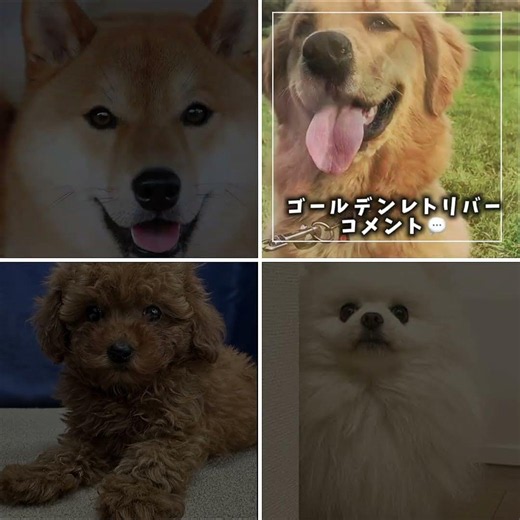 この中で何の犬が好き？￼#ポメラニアン #柴犬 #トイプードル #ゴールデンレトリバー #犬の種類 #ショート #すごい #最高のシーン ￼#ばずれ