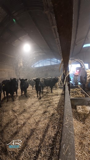 Let it straw let it straw, bedding down heifers with the straw blower #arimagery #farming #agriculture | AR Imagery - Farming & Agricultural Videographer