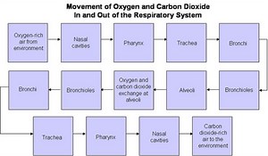 The Respiratory Pathway