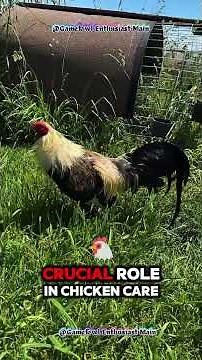 My Life with Chickens: Feeding, Coop Setup, and Daily Care Routine!