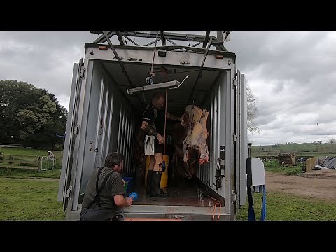 The Empty Heifers Are Going In The Freezer - On Farm Home Kill