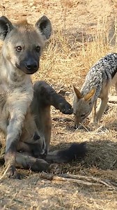 229K views · 1.1K reactions | Unusual_Behaviour_Between_Hyena_and_Jackal | Animals voice | Facebook