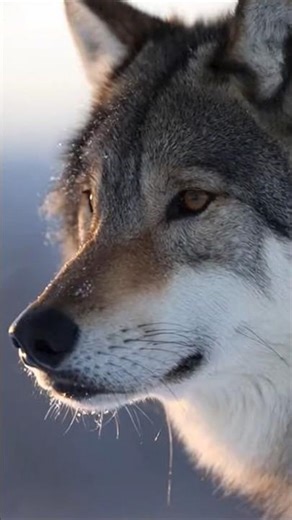 Labrador Wolves 🐺| #nature #wildlife #animals