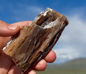 Stunning Petrified Wood Crystal Covered Beautiful !! Ethically Sourced Crystal Glittering 200 Million Year Old Fossil Wood Medium Size - Etsy