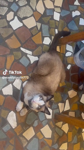 Understanding Feral Cats: Insights and Care Tips