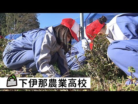 Shimoina Agricultural High School - Let's build the future of agriculture together! Agricultural ...