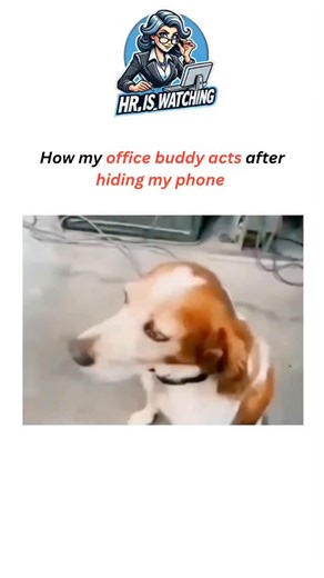 HR_is_watching on Instagram: "How my office buddy acts after hiding my phone Follow for more @hr_is_watching #CorporateMemes #OfficeHumor #WorkMemes #CorporateLife #WorkLife #9to5Life #CubicleHumor #OfficeStruggles #WorkSucks #CorporateComedy #MondayMood #ZoomLife #TeamMeetings #WorkFromHomeLife #EmailStruggles #Micromanaged #PromotionDenied #HRMemes #ManagerMemes #RelatableWorkMemes"