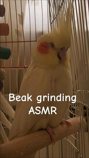 Cockatiel ASMR – Soft Beak Grinding & Peaceful Sleep 💤