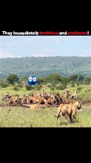Hyenas Panic as the Lion King Arrives!#trending #animals #wildlife #youtubeshorts #lion