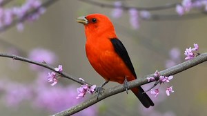Good morning #Birds & #Nature! Scarlet tanager (Piranga olivacea) America. | BIRDS & Nature