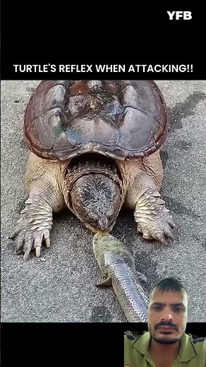 Turtle attacking speed #turtle #memes #funny #ytshorts #trending