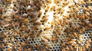 Handyman Hal learns about bees – bee keeper for kids – fun videos for kids