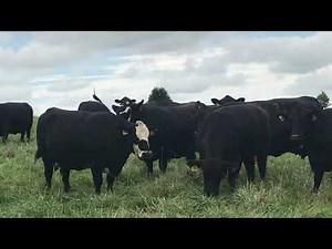 BEEF MINUTES 4: Fall Calving Season