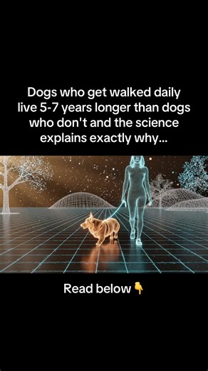 1️⃣Daily walks do more than burn energy. They regulate your dog's digestive system, strengthen their heart, and flush toxins through movement 🐕🚶 Studies show dogs walked every day have 40% lower rates of obesity and joint disease. 2️⃣Walking also triggers a release of serotonin and dopamine in your dog's brain, which lowers anxiety and keeps their nervous system balanced. Dogs who walk daily are calmer, sleep deeper, and recover faster from stress 😭 3️⃣But that recovery only works if their bo