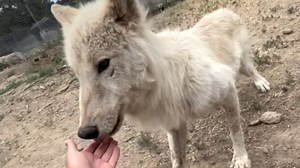 62K views · 3.2K reactions | Shy wolfdog has incredible transformation after rescue We interviewed instagram.com/wildspiritwolfsanctuary Wild Spirit Wolf Sanctuary for this video produced exclusively by GeoBeats. | GeoBeats Animals | Facebook